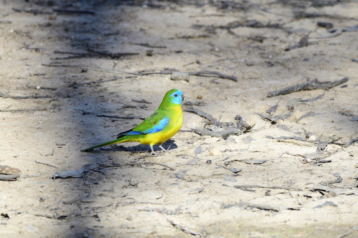 Turquoise Parrot - ML618419126