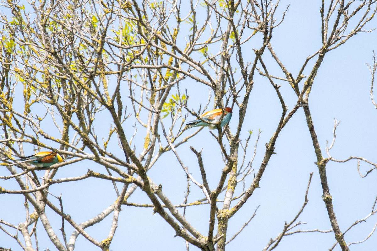 European Bee-eater - ML618419128