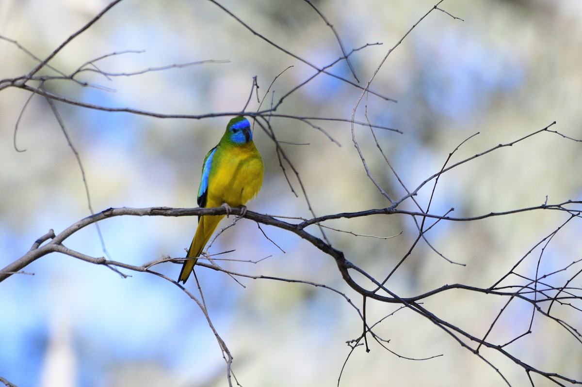Turquoise Parrot - ML618419129