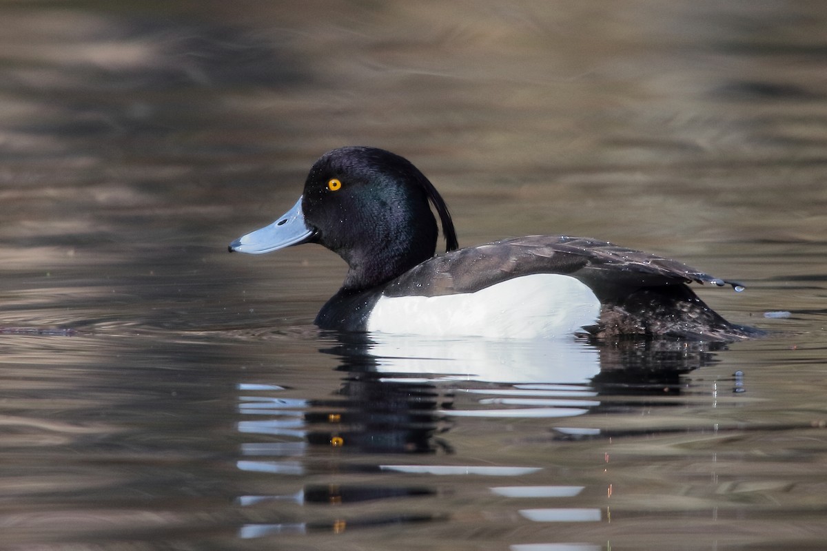 Tufted Duck - ML618419134