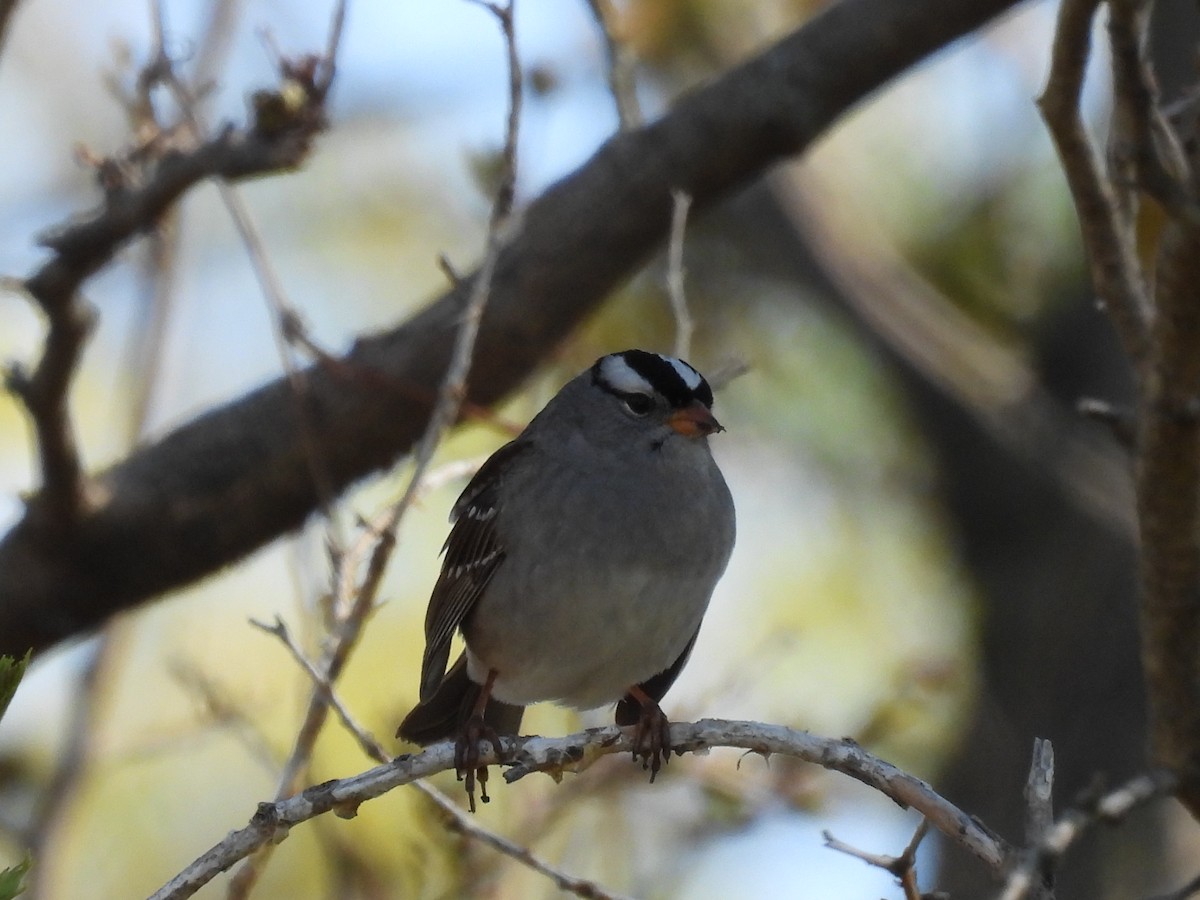 White-crowned Sparrow - ML618419137