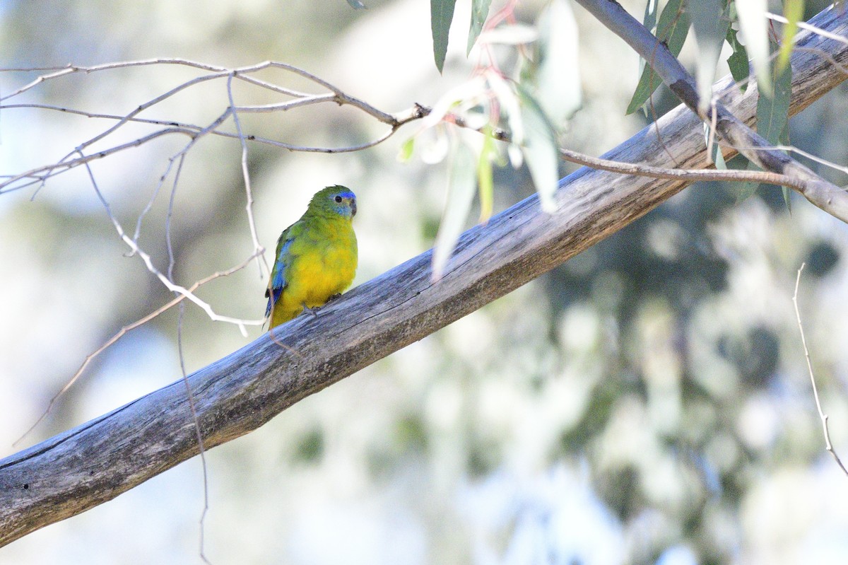 Turquoise Parrot - ML618419159