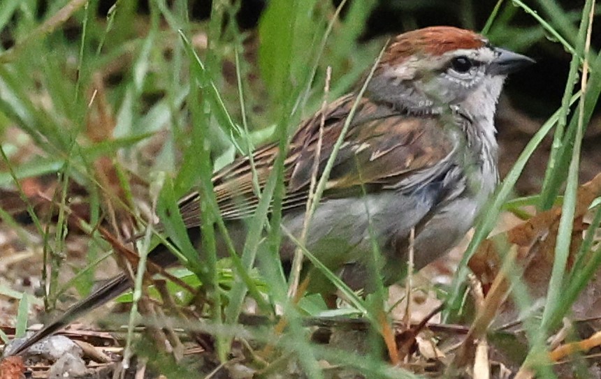 Chipping Sparrow - ML618419161