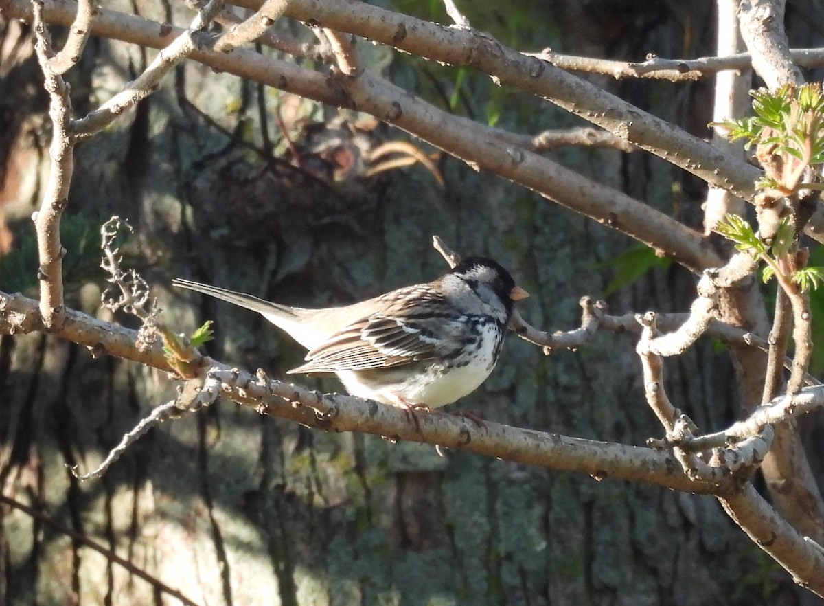 Harris's Sparrow - ML618419209