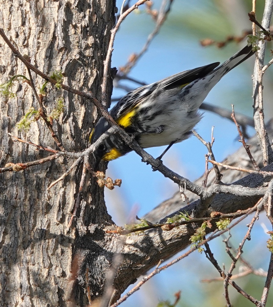 Yellow-rumped Warbler (Audubon's) - ML618419221