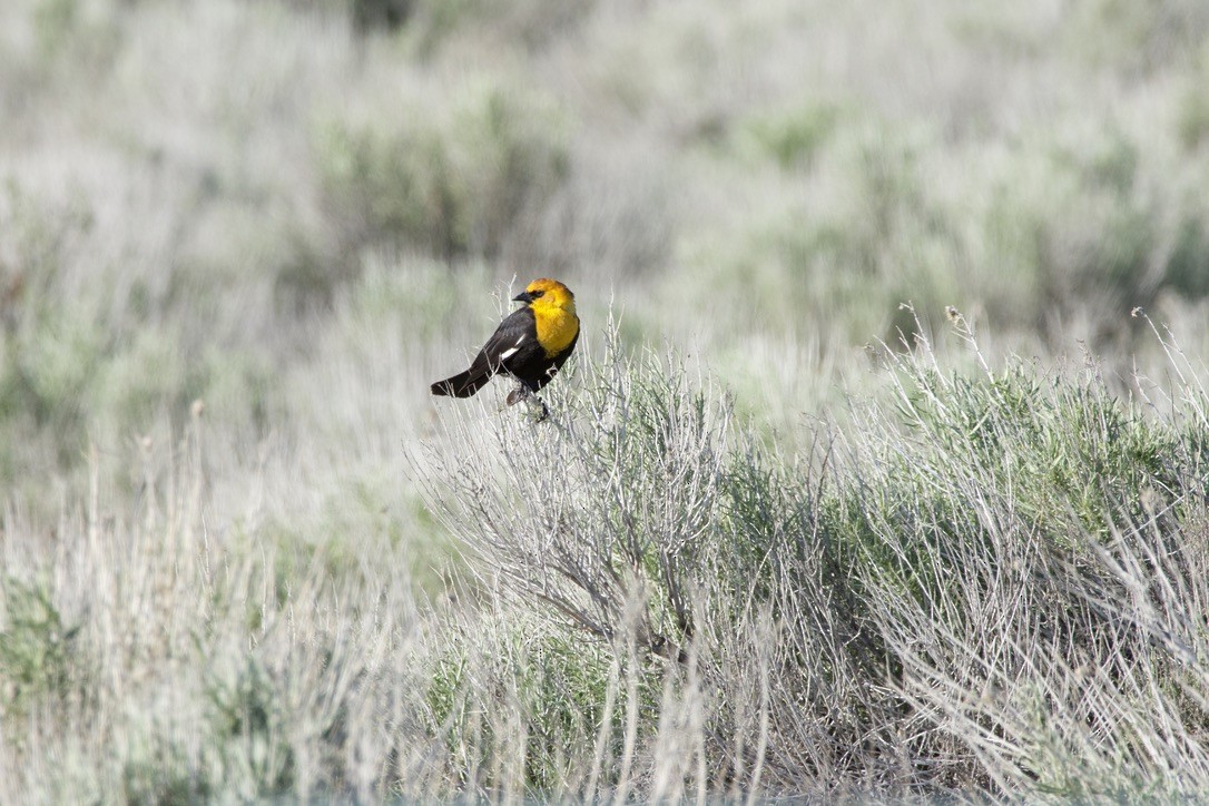 Yellow-headed Blackbird - ML618419257