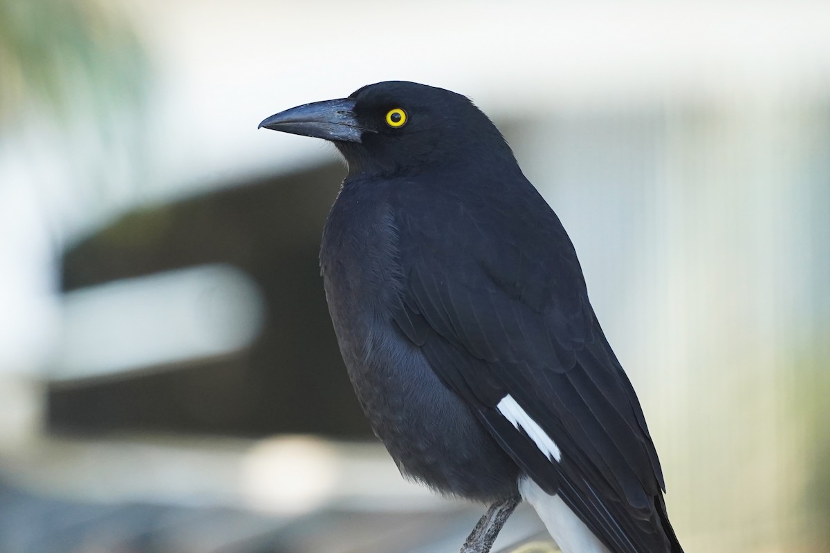 Pied Currawong - ML618419278
