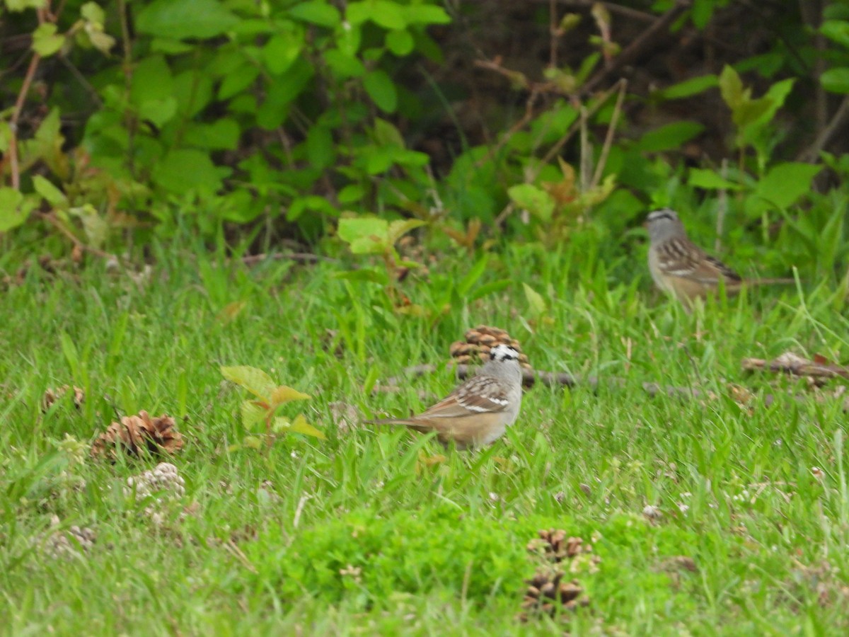 White-crowned Sparrow - Kent Millham