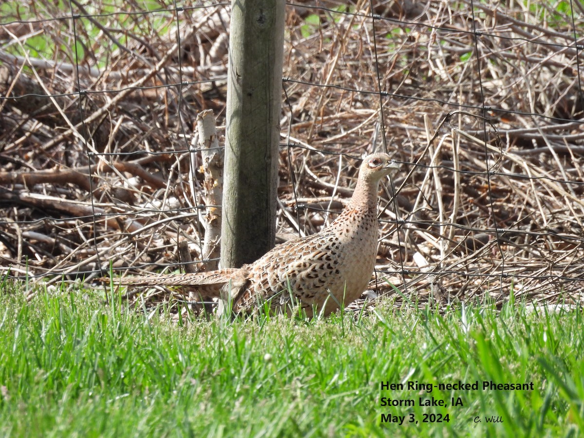 Ring-necked Pheasant - ML618419305