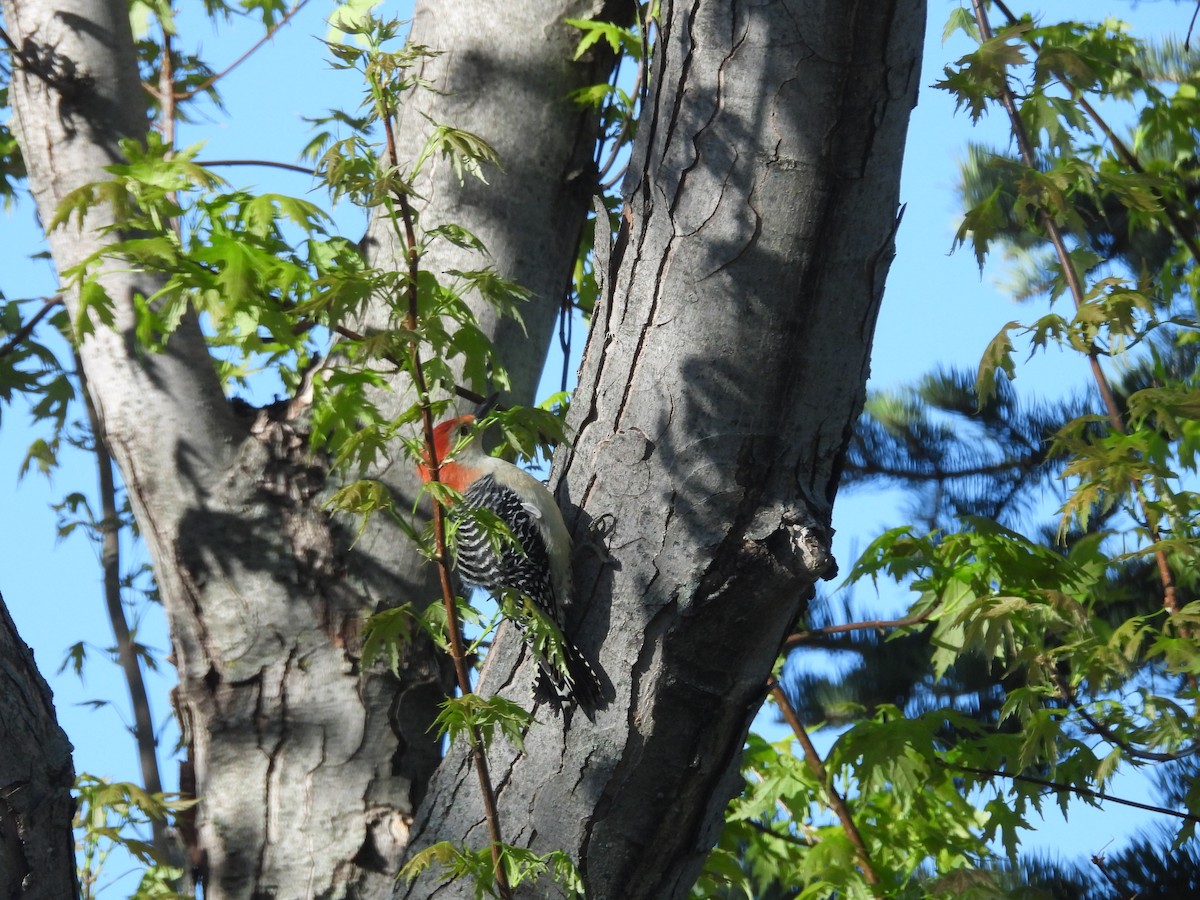 Red-bellied Woodpecker - ML618419350