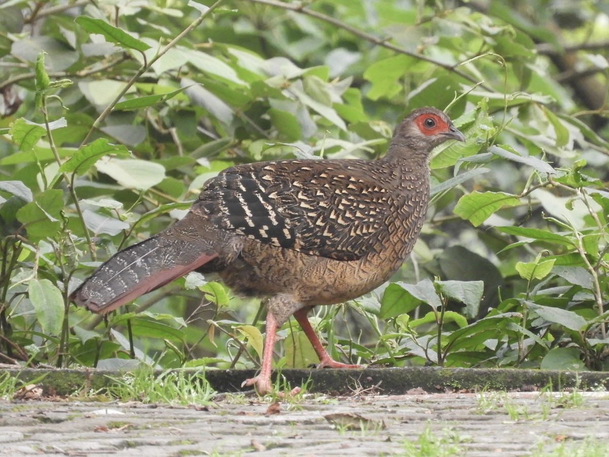 Swinhoe's Pheasant - ML618419357