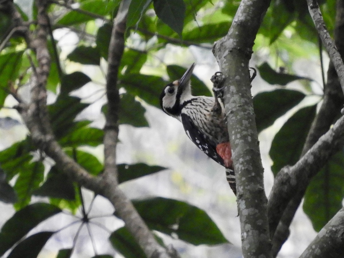 White-backed Woodpecker - ML618419396