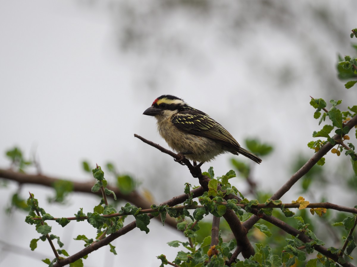 Red-fronted Barbet - ML618419425