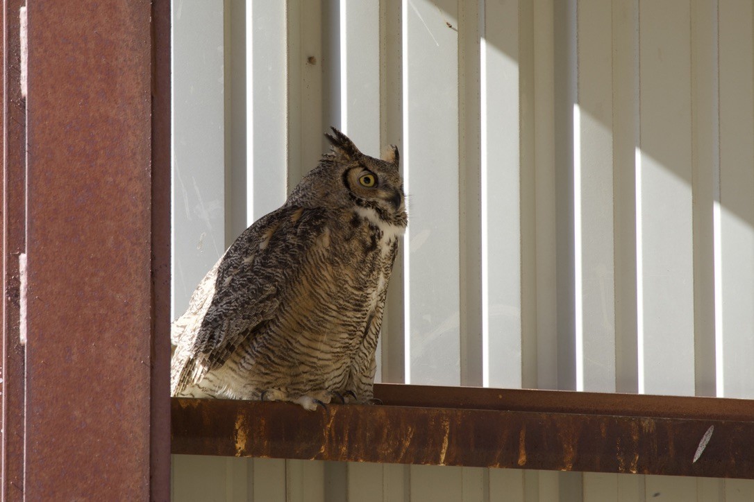 Great Horned Owl - ML618419428