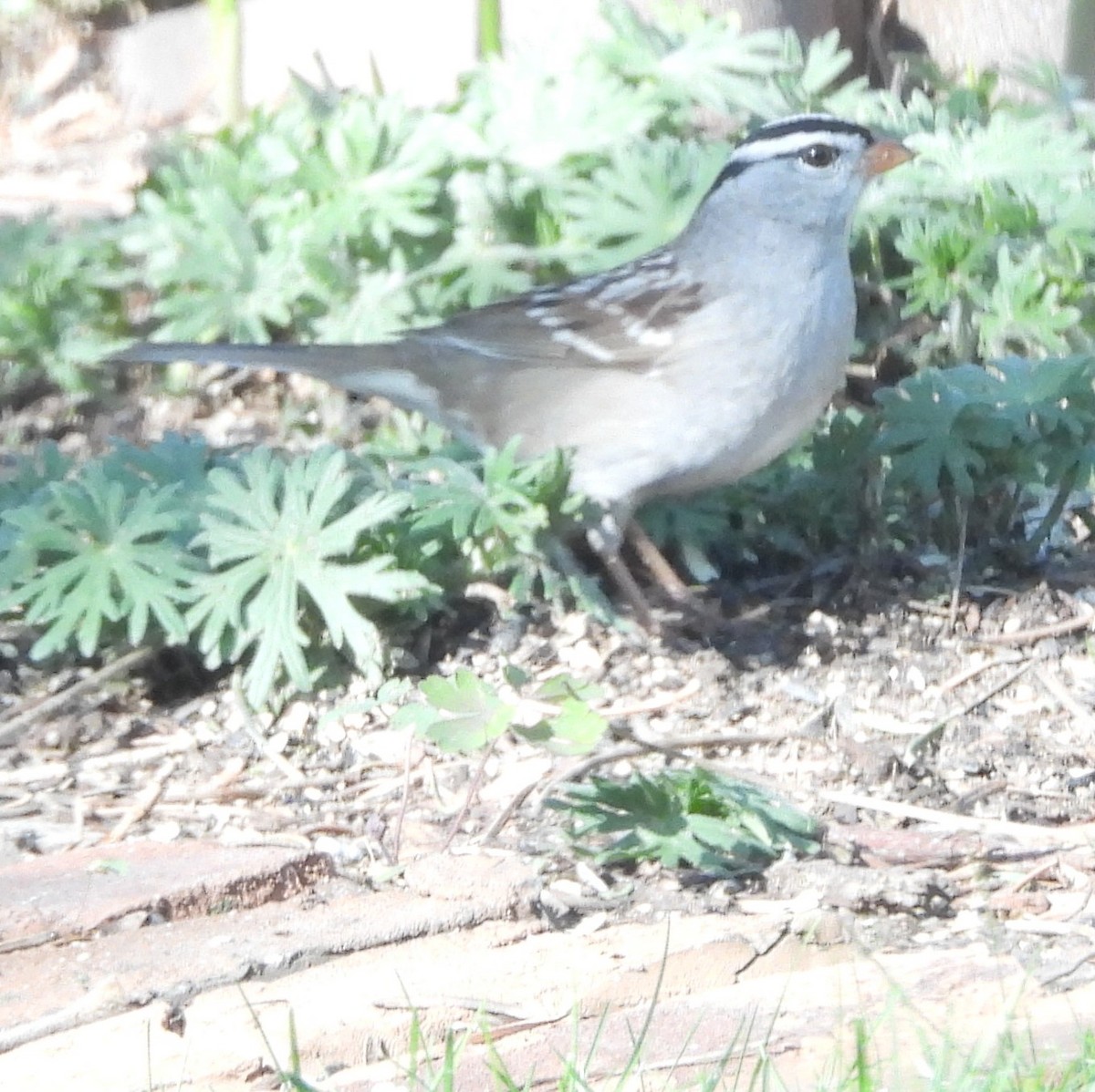 White-crowned Sparrow (Gambel's) - ML618419430