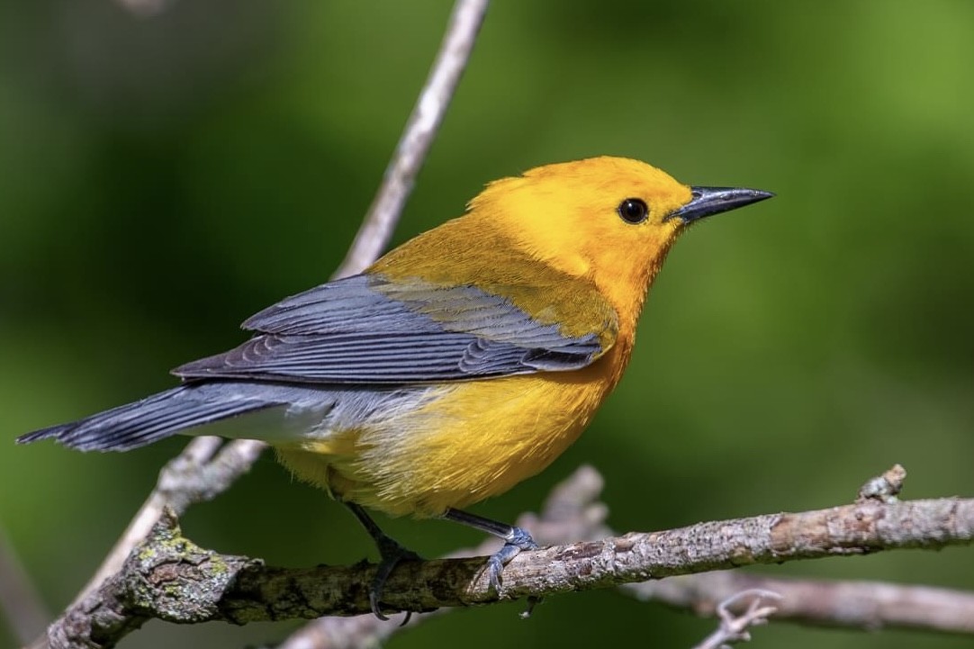 Prothonotary Warbler - ML618419431