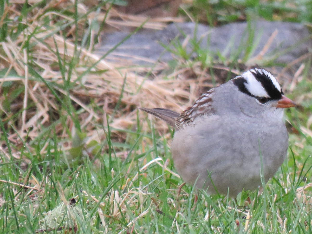 White-crowned Sparrow - ML618419449