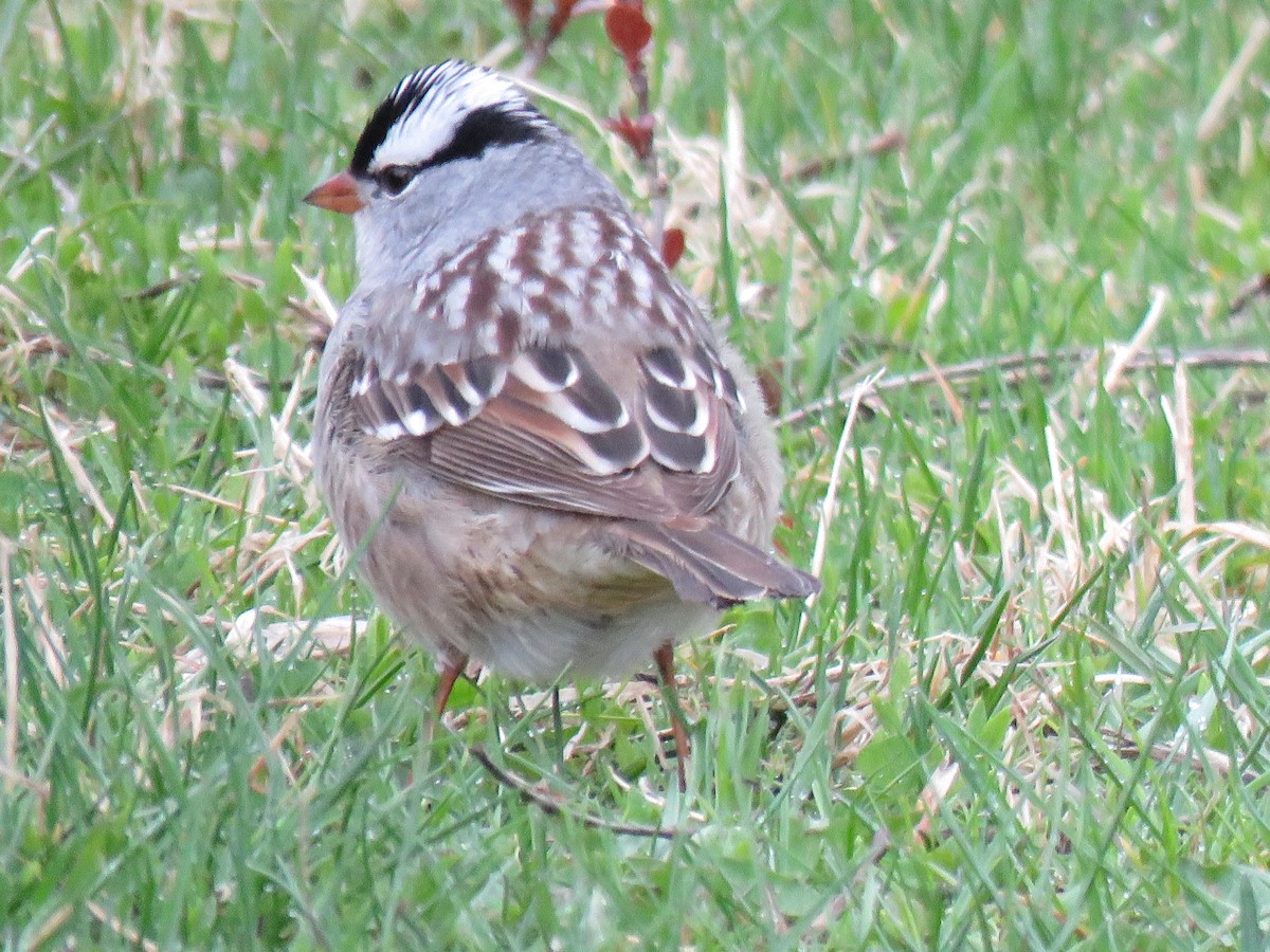 White-crowned Sparrow - Denise Moreault