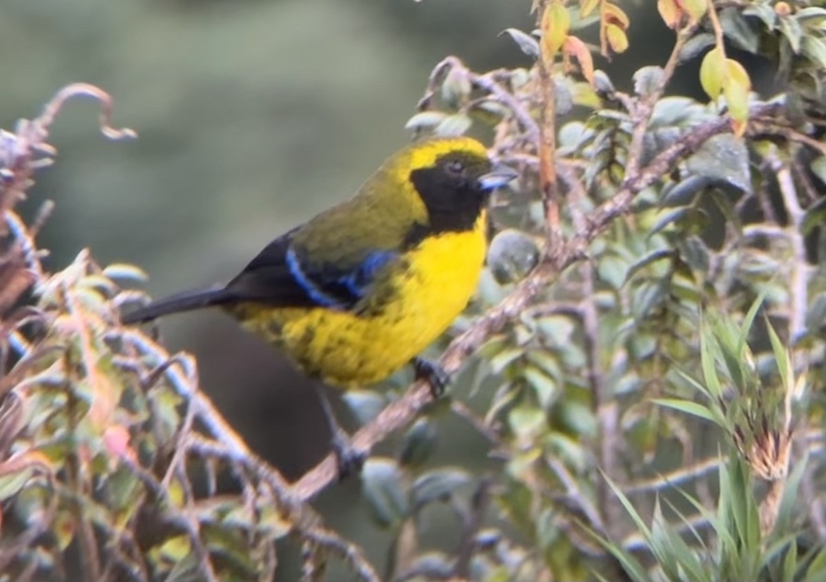 Masked Mountain Tanager - ML618419494