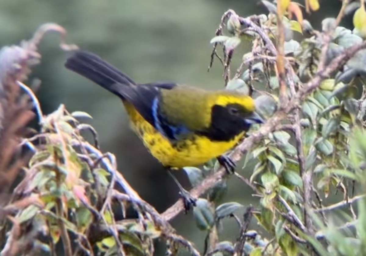 Masked Mountain Tanager - ML618419495