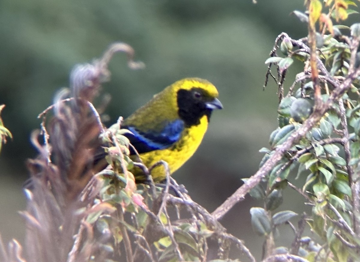 Masked Mountain Tanager - ML618419496