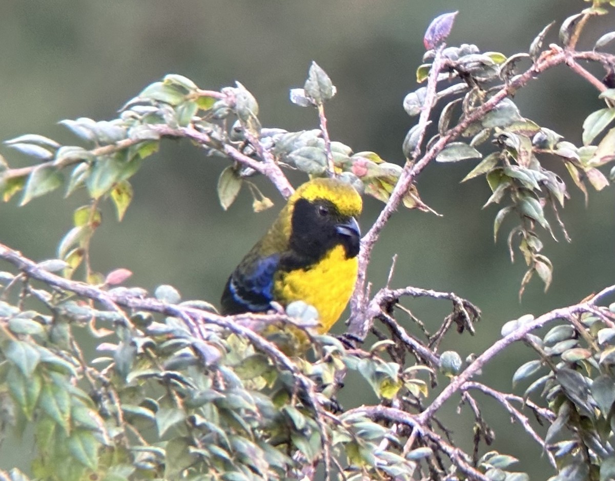 Masked Mountain Tanager - ML618419497