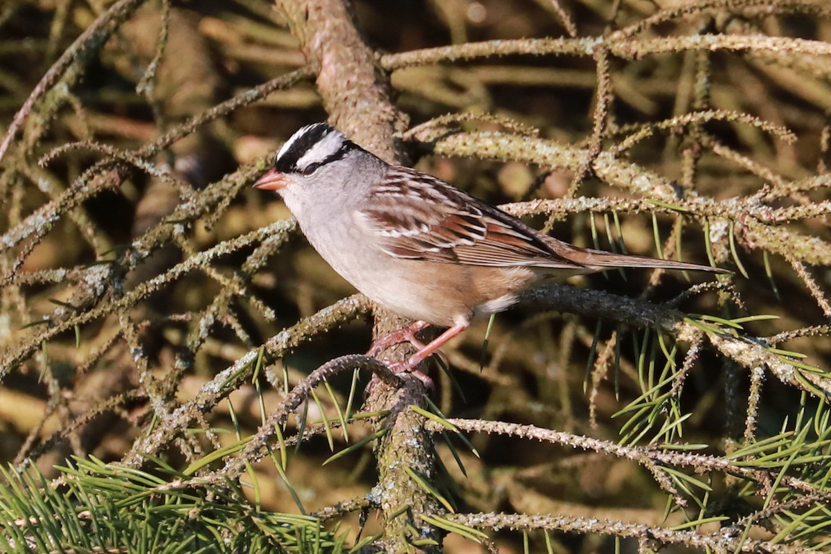 White-crowned Sparrow - Debra Rittelmann
