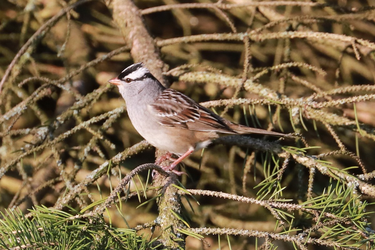 White-crowned Sparrow - Debra Rittelmann