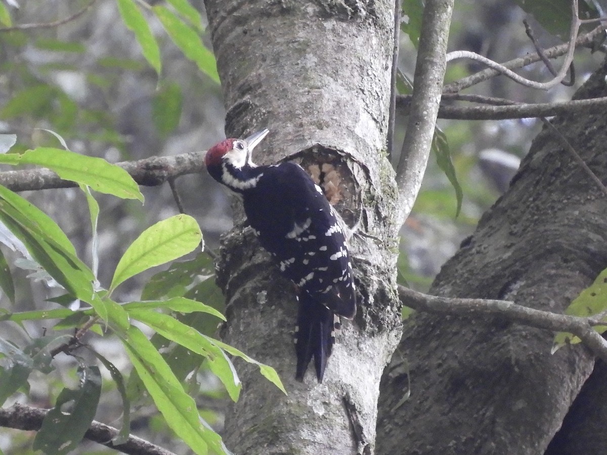 White-backed Woodpecker - ML618419597