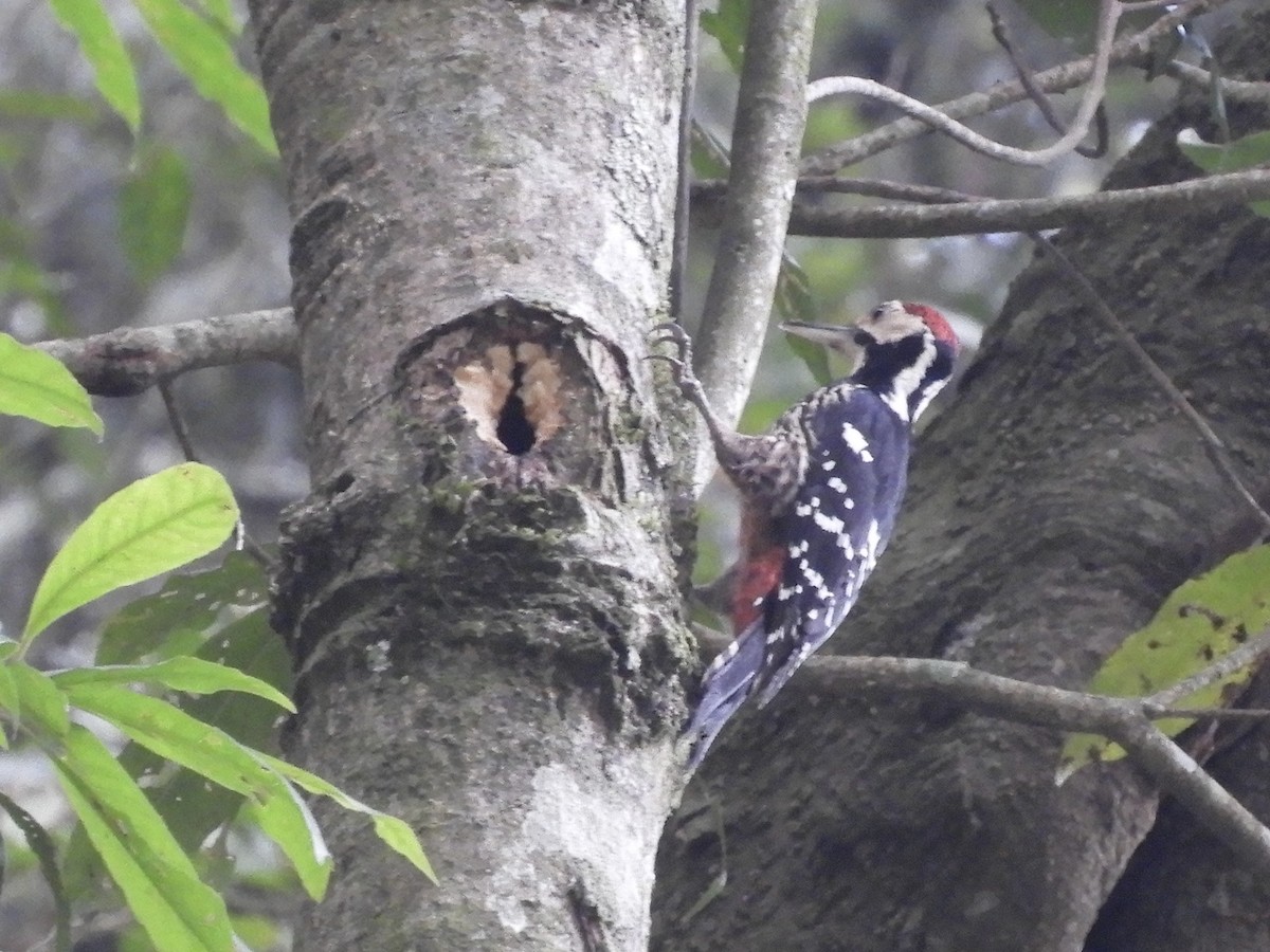 White-backed Woodpecker - ML618419598