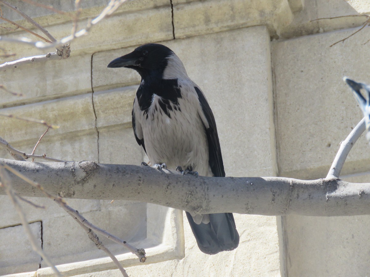 Hooded Crow - ML618419628