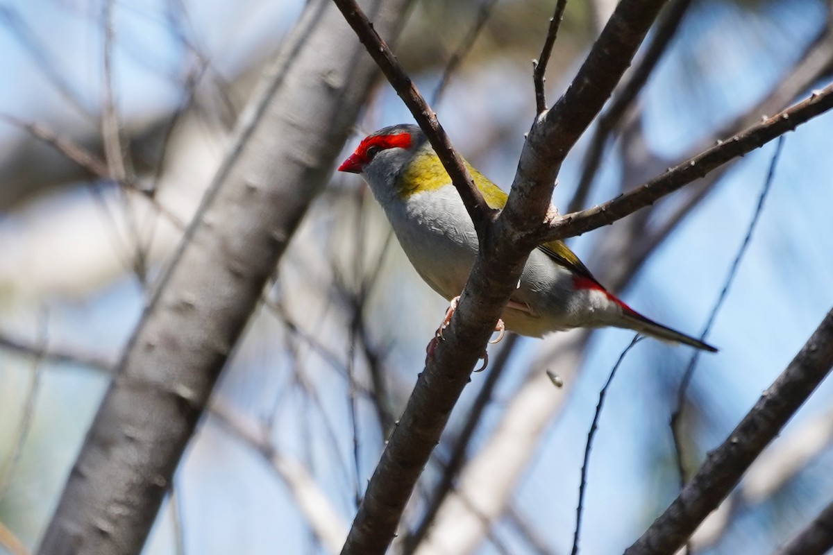 Red-browed Firetail - Anonymous