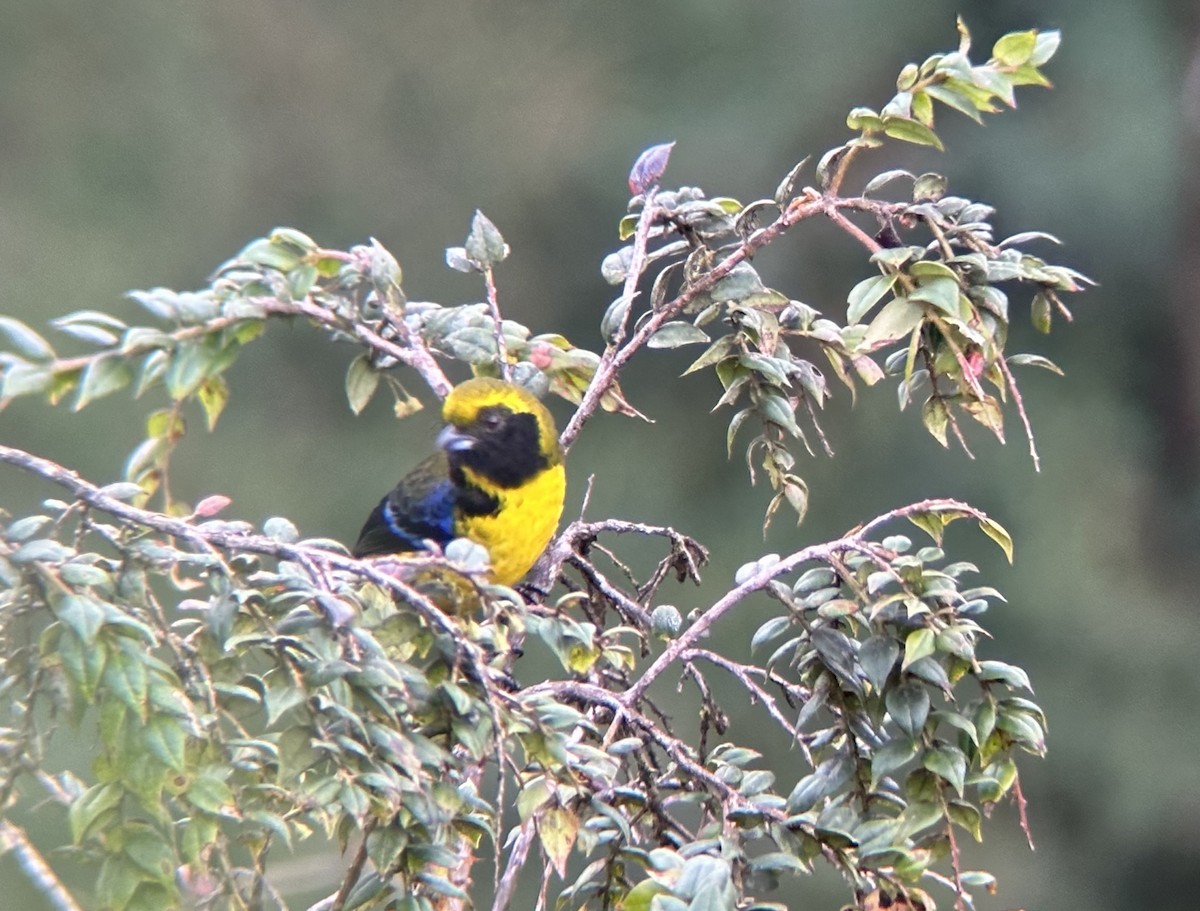 Masked Mountain Tanager - ML618419677