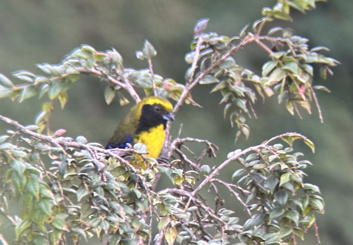 Masked Mountain Tanager - ML618419678