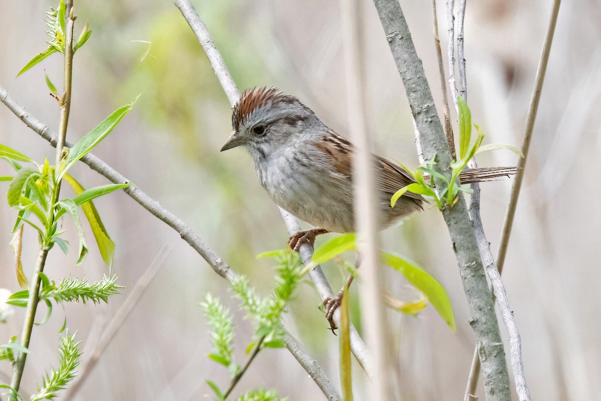 Swamp Sparrow - Sue Barth