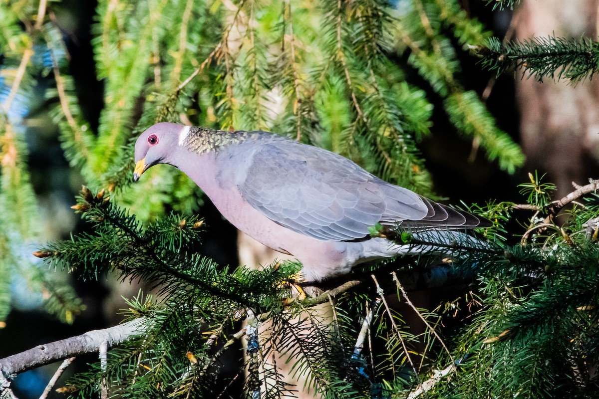Band-tailed Pigeon - ML618419696