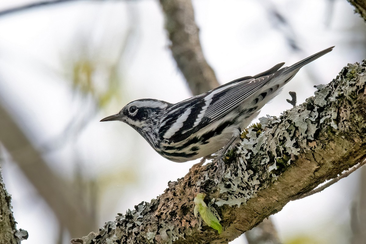 Black-and-white Warbler - ML618419704