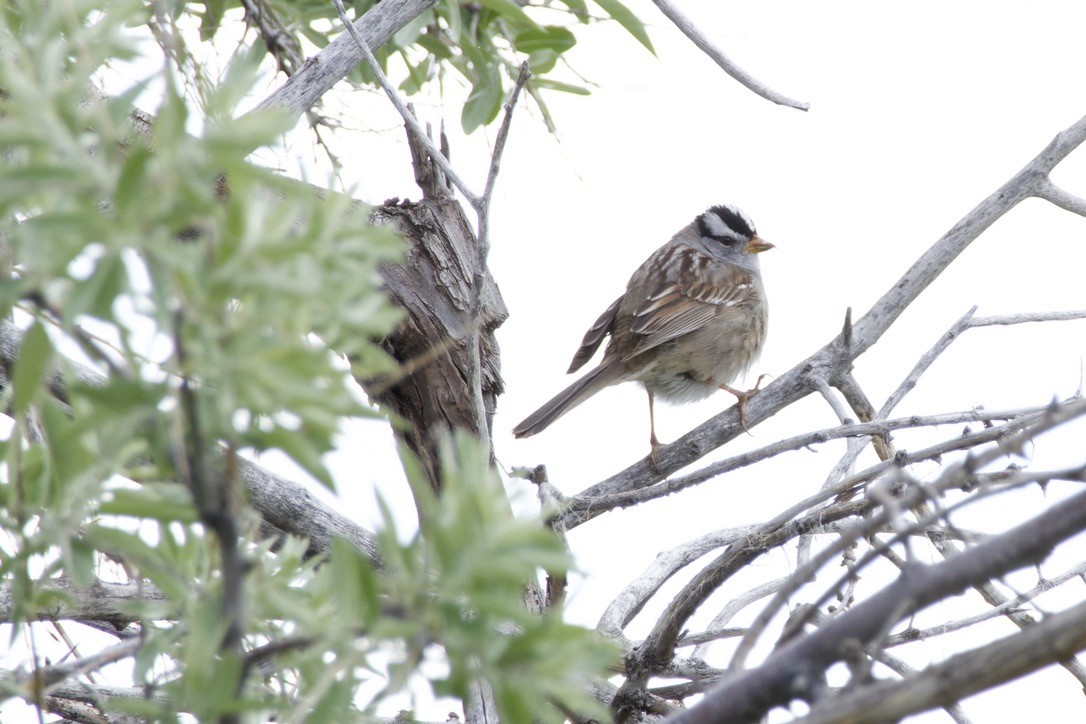 White-crowned Sparrow (Gambel's) - A Branch