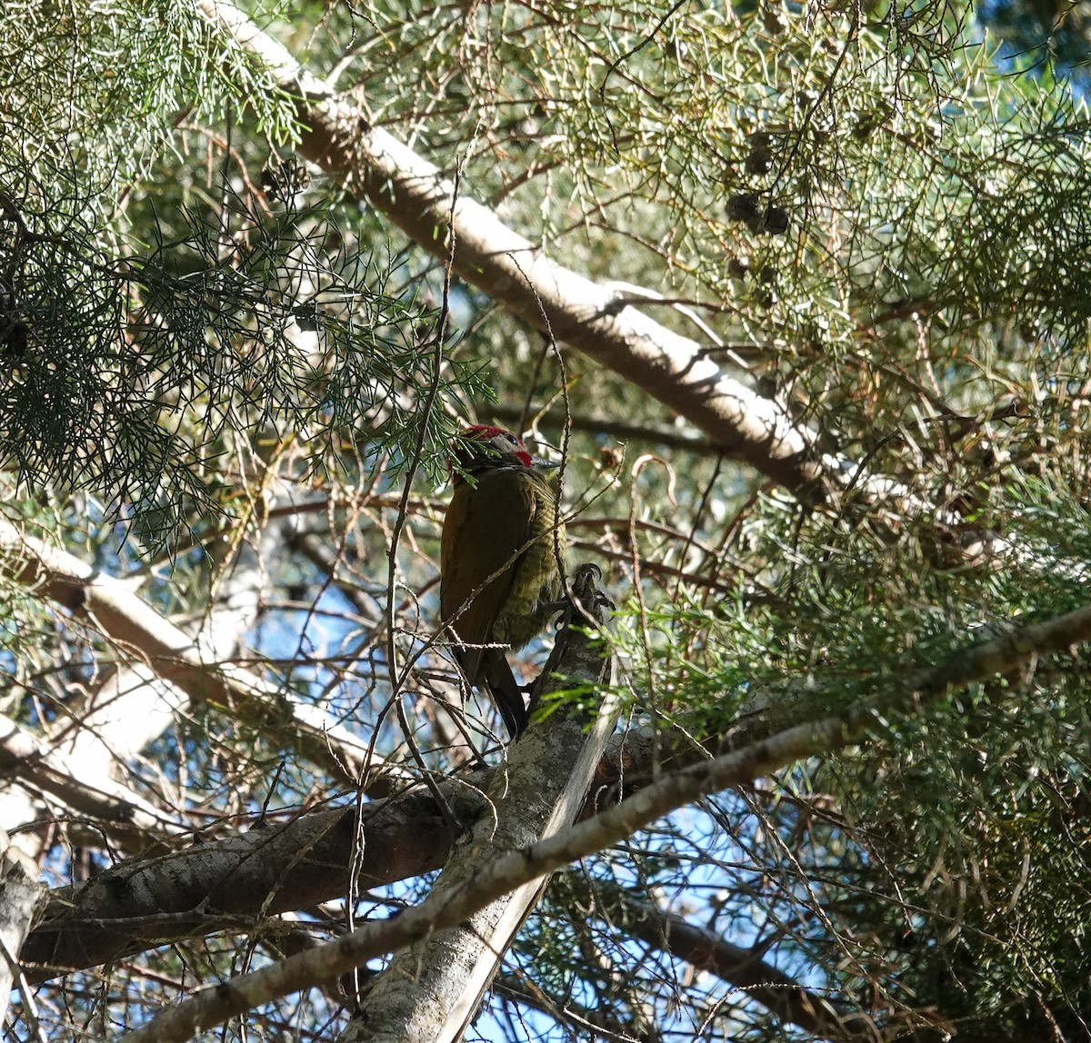 Golden-olive Woodpecker - ML618419736