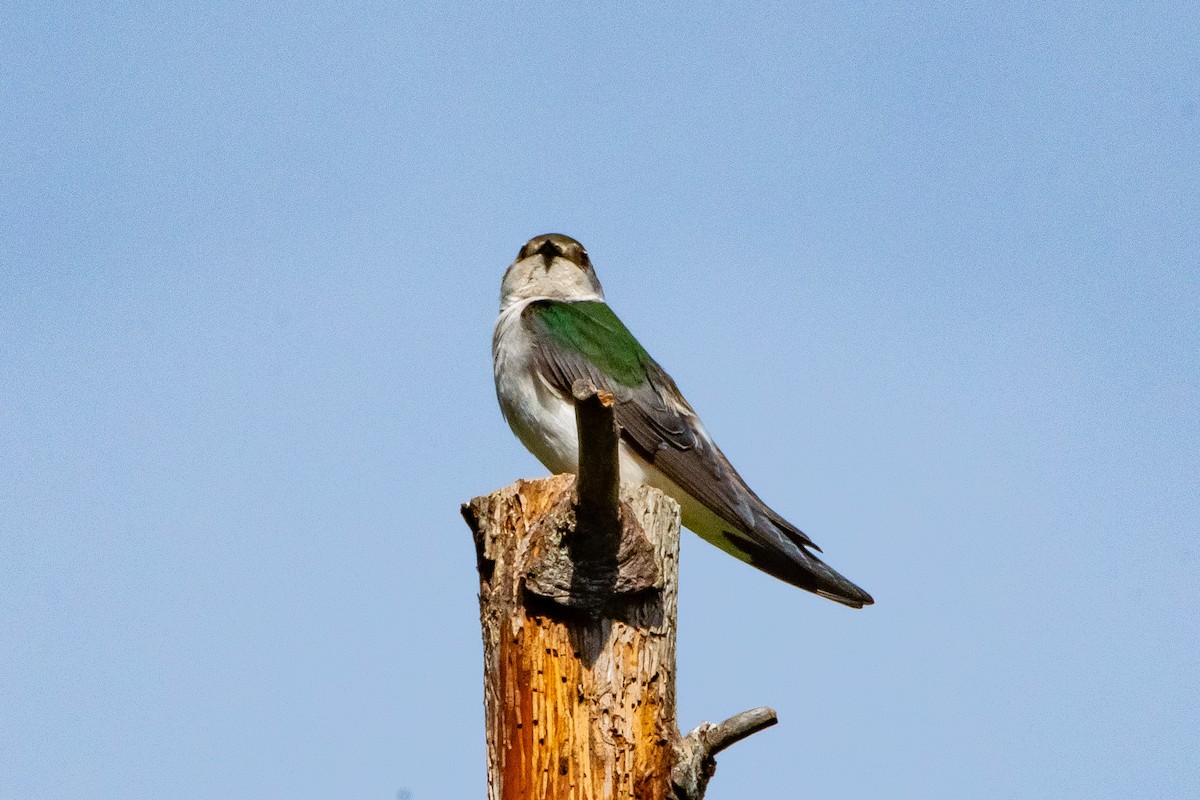 Violet-green Swallow - ML618419745