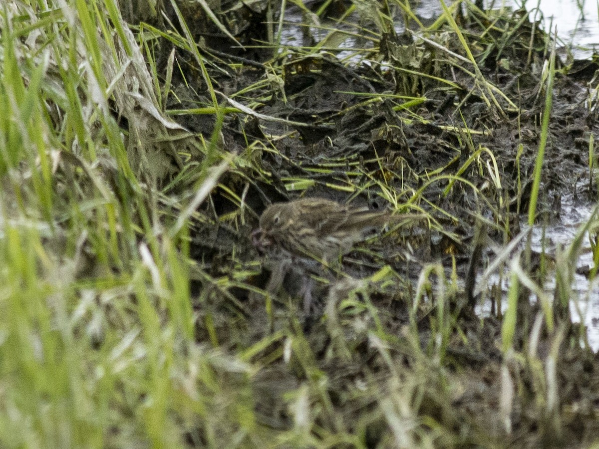 Meadow Pipit - ML618419833