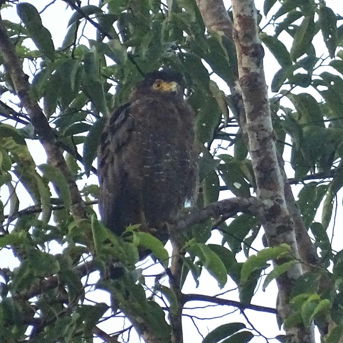 Crested Serpent-Eagle - ML618419836