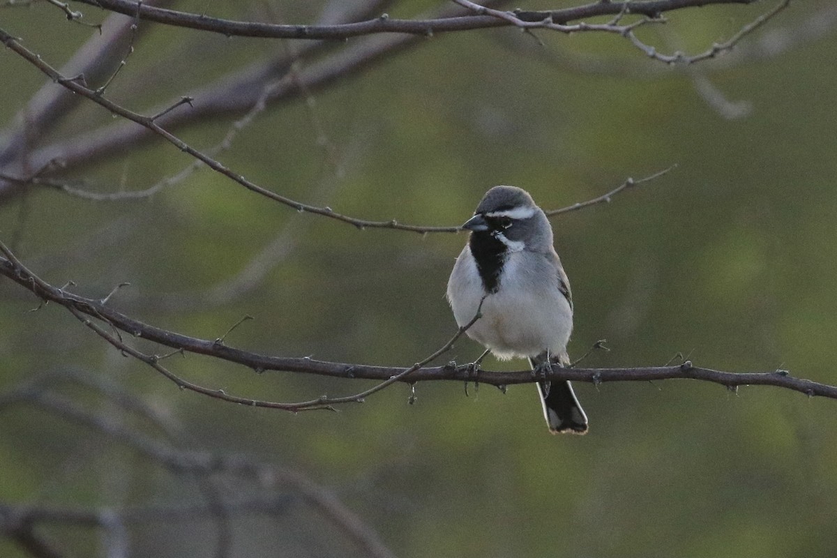 Black-throated Sparrow - ML618419856