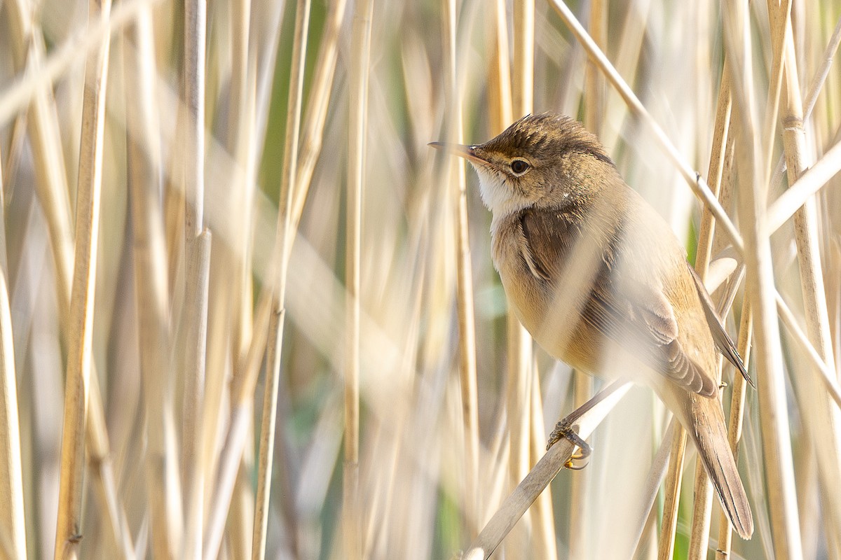 Common Reed Warbler - ML618419874