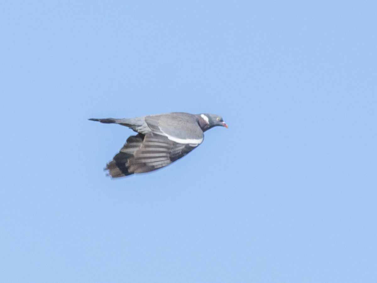 Pigeon ramier (groupe palumbus) - ML618419876