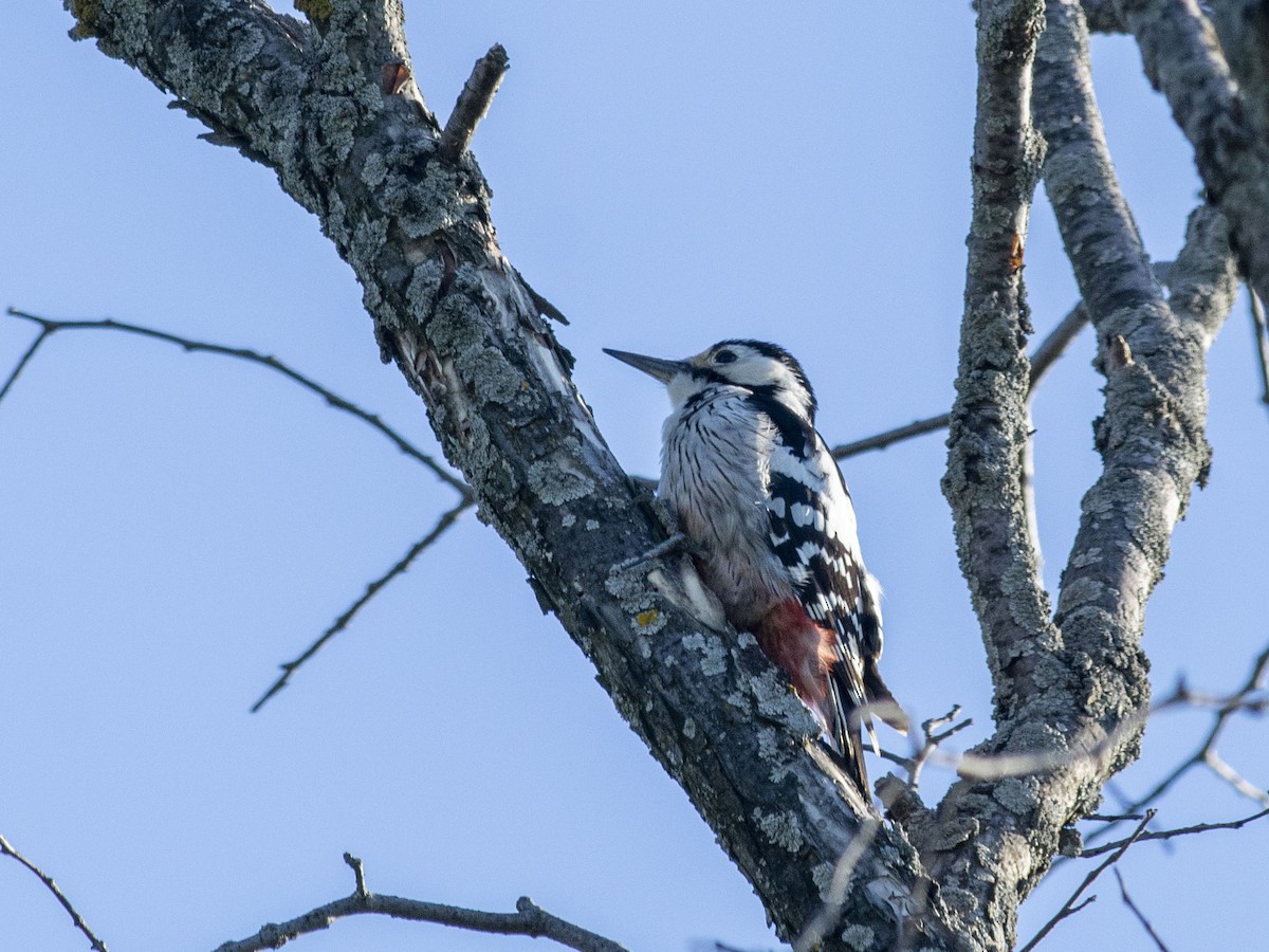 White-backed Woodpecker (White-backed) - ML618419892