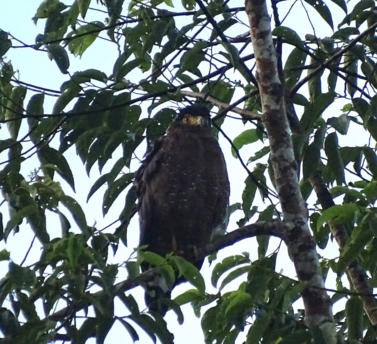 Crested Serpent-Eagle - ML618419912