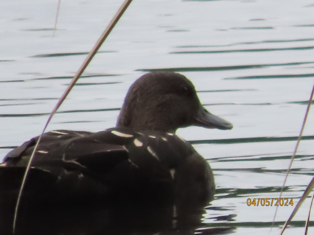 African Black Duck - ML618419915