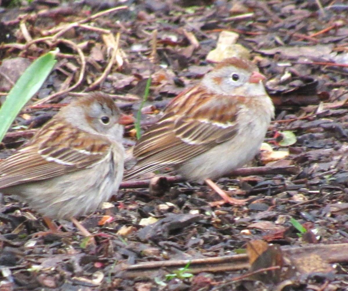 Field Sparrow - ML618419927