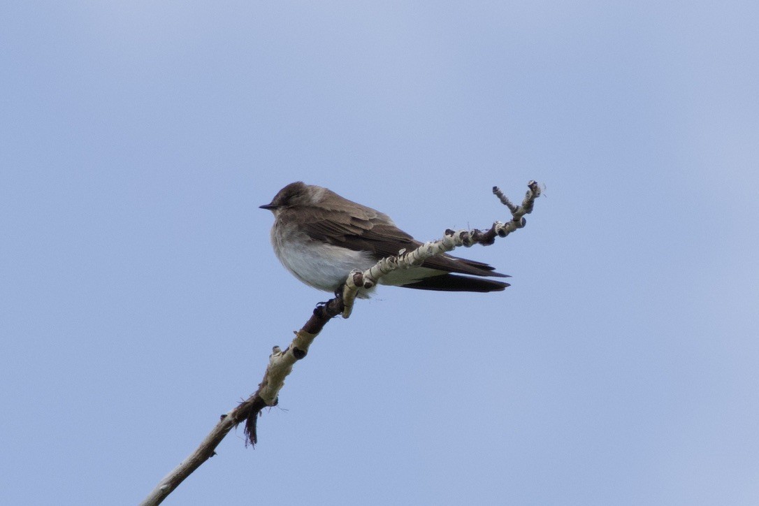 Northern Rough-winged Swallow - ML618419963